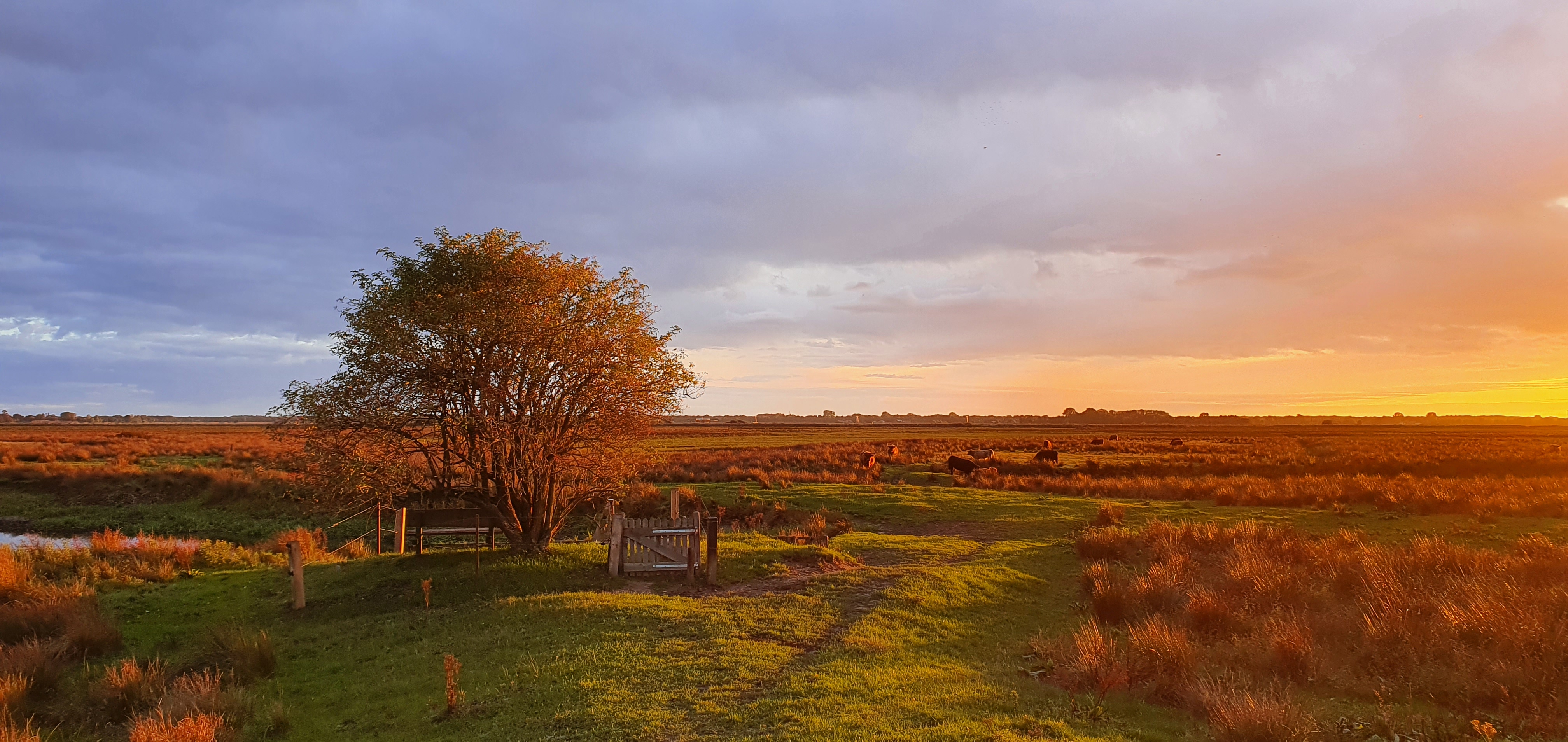Westerbroeksemadepolder