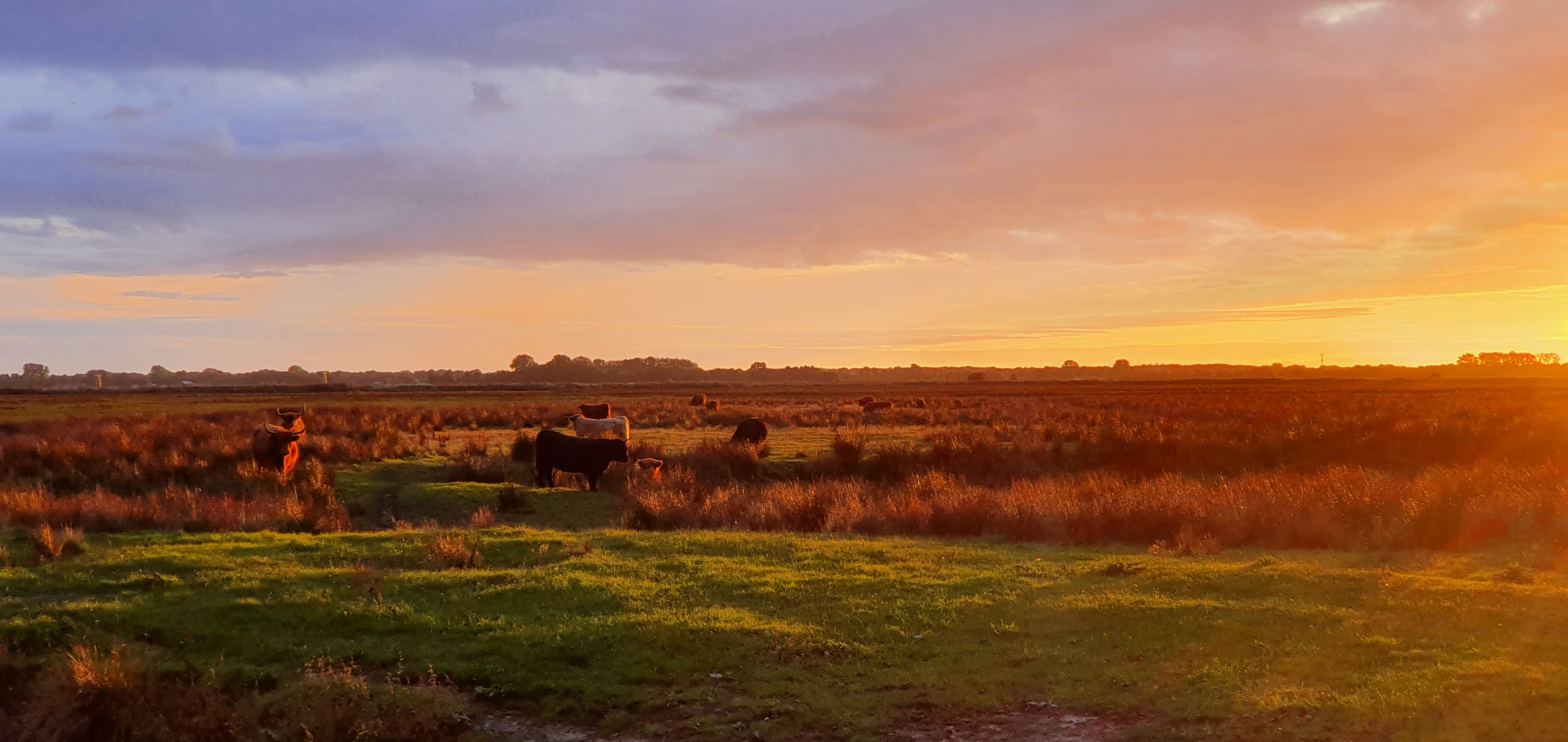 Westerbroeksemadepolder